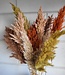 Pampas plumes in earth tones | 10 pieces | Length 70 centimetres