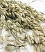 Dried natural Briza Maxima | Length 65 centimetres