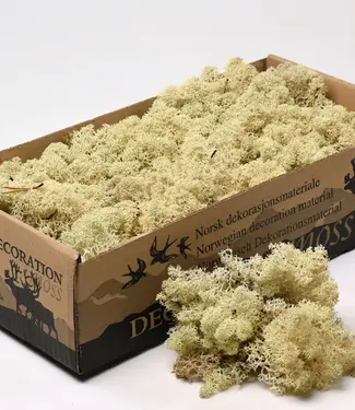 Reserved reindeer moss natural