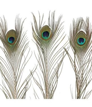 Feathers Peacock feathers 100 centimeters (x10)