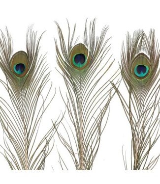 MyFlowers Feathers Peacock feathers 100 centimeters (x10)