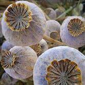Papaver Somniferum Giganteum | Gedroogde papaver XL | Lengte ± 65 cm