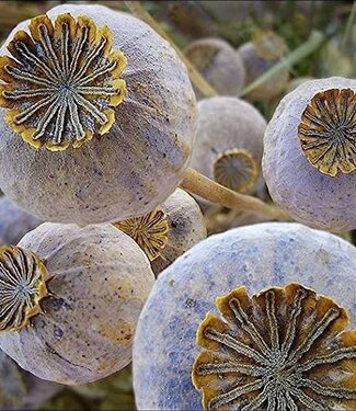 MyFlowers Papaver Somniferum Giganteum | Pavot séché XL