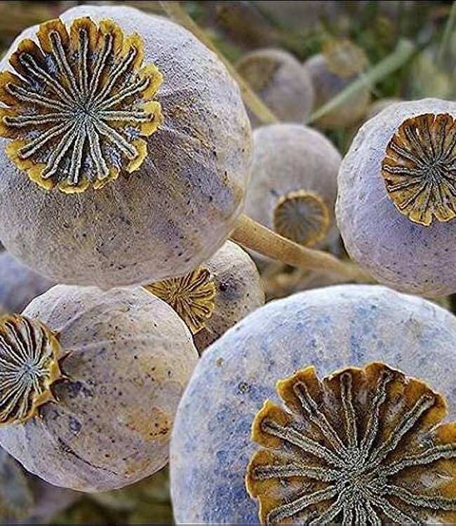 Papaver Somniferum Giganteum | Getrockneter Mohn XL | Länge ± 65 cm