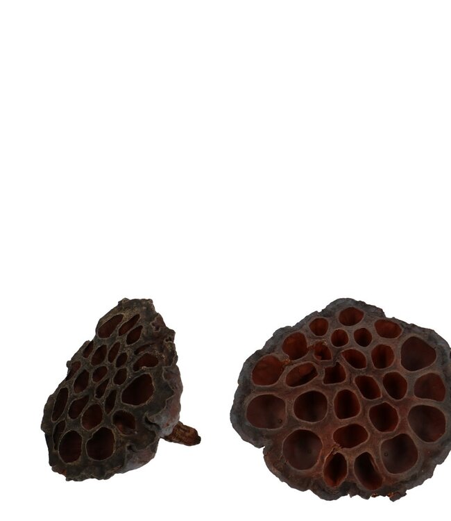 Dry fruit Lotus d08/10 centimeter | Per 50 pieces