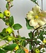 Bouquet of silk flowers "Autumn Apples" | Apple green silk flowers