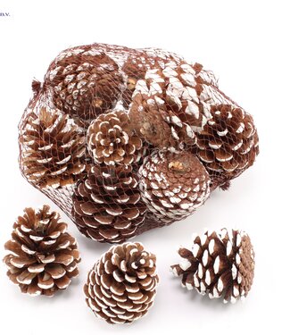 MyFlowers Pine cone 7-10cm 10pc/net White tipped ( x 4 )