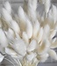 Bleached Lagurus dry flowers | length 70 centimetres