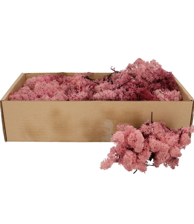 Pink dry deco Reindeer moss 400-500g | Can be ordered per piece