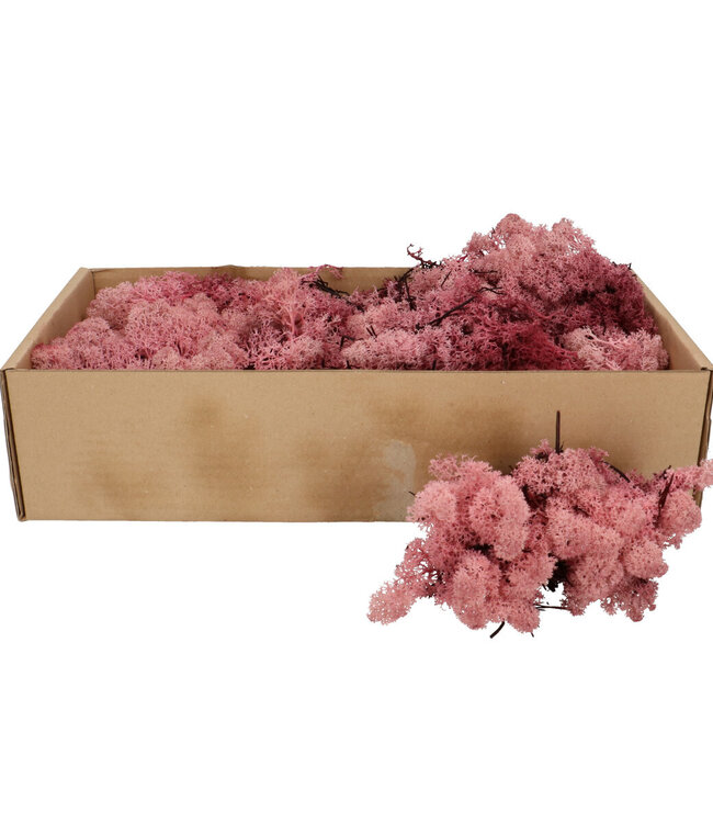 Roze droogdeco Rendiermos 400-500g | Per stuk te bestellen