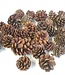 MyFlowers Blue pine 500gr poly Natural ( x 4 )