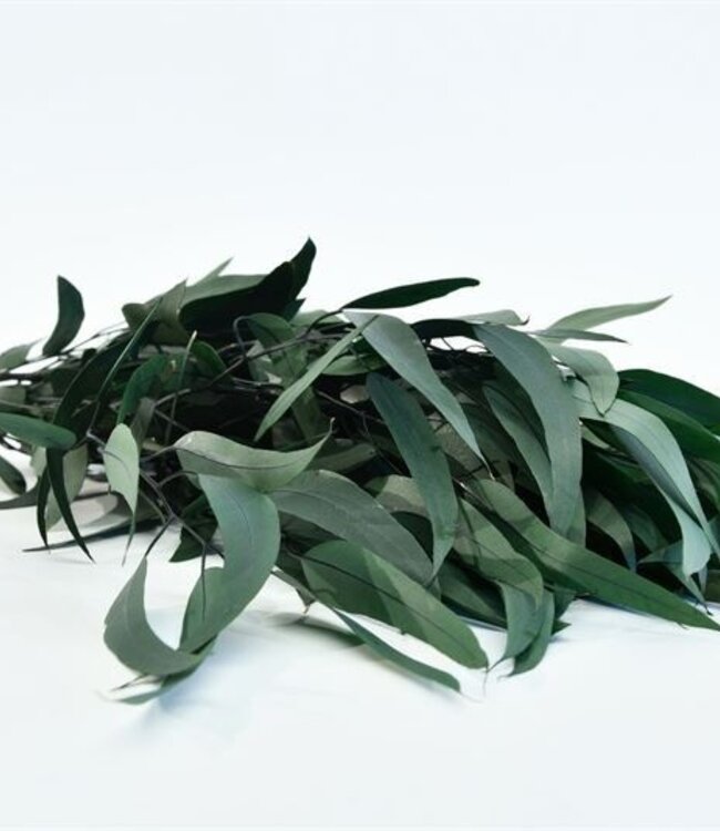 Eucalyptus réservé Vert saule | 10 tiges | 145 grammes