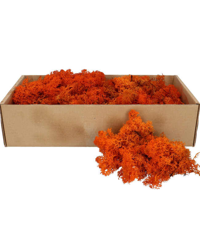Orange dry deco Reindeer moss 400-500g | Can be ordered per piece