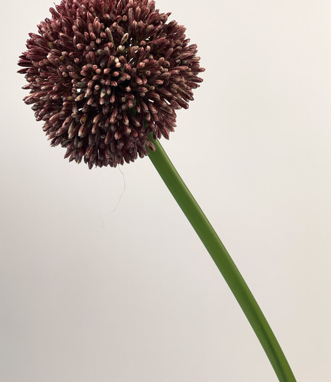 Lila Allium | Kunstblume aus Seide | Länge 60 Zentimeter