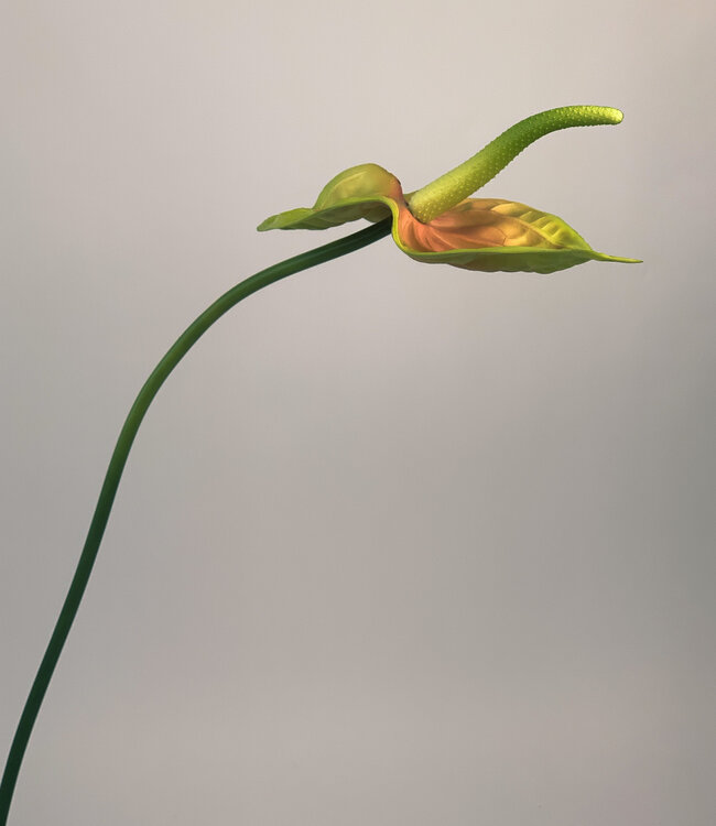 Green-yellow Anthurium | Silk artificial flower | Length 68 centimeters