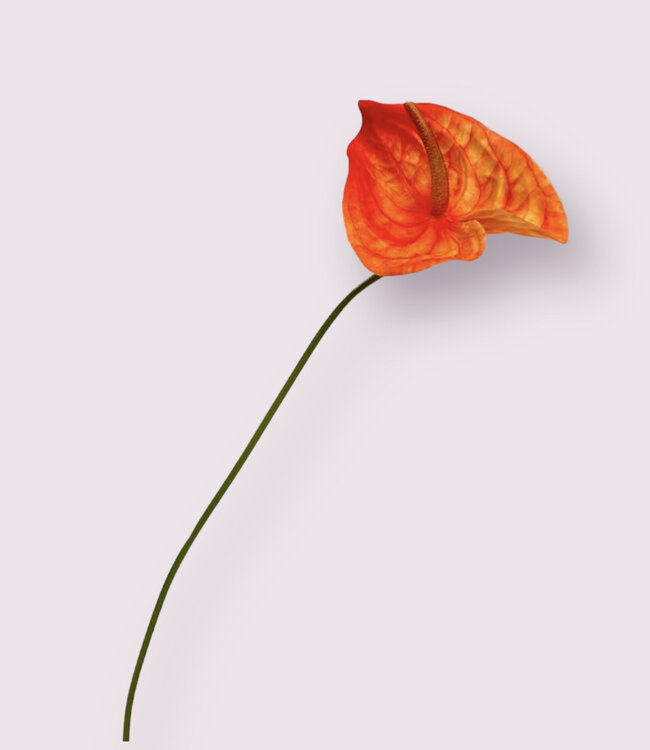 Oranje Anthurium | Zijden kunstbloem | Lengte 66 centimeter