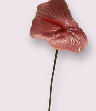 MyFlowers Roze Anthurium | zijden kunstbloem | 70 centimeter