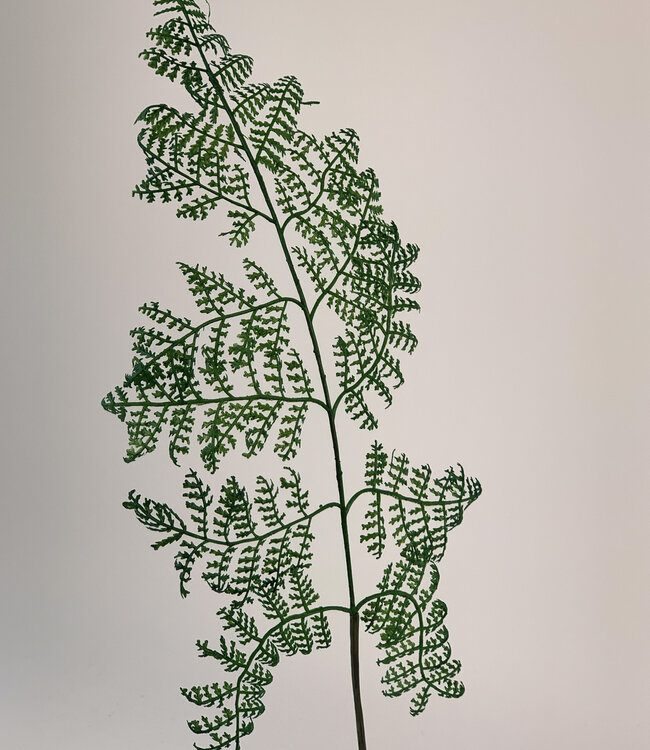Green Asparagus Branch | Silk artificial flower | Length 60 centimeters