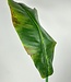 Green Banana Leaf | Silk artificial flower | Length 100 centimeters