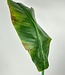 Groen Bananenblad | Zijden kunstbloem | Lengte 100 centimeter