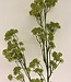 Green Hogweed | Silk artificial flower | Length 127 centimeters