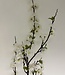 White Blossom | Silk artificial flower | Length 125 centimeters