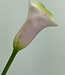 Roze Calla | Zijden kunstbloem | Lengte 50 centimeter