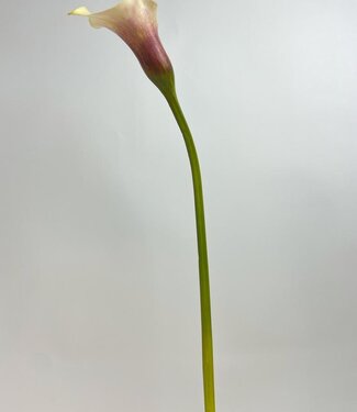 Silk Flowers by JJ Roze Calla | zijden kunstbloem | 75 centimeter