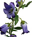 Purple Campanula | Silk artificial flower | Length 86 centimeters