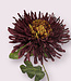 Bordeaux red Chrysanthemum | Silk artificial flower | Length 65 centimeters