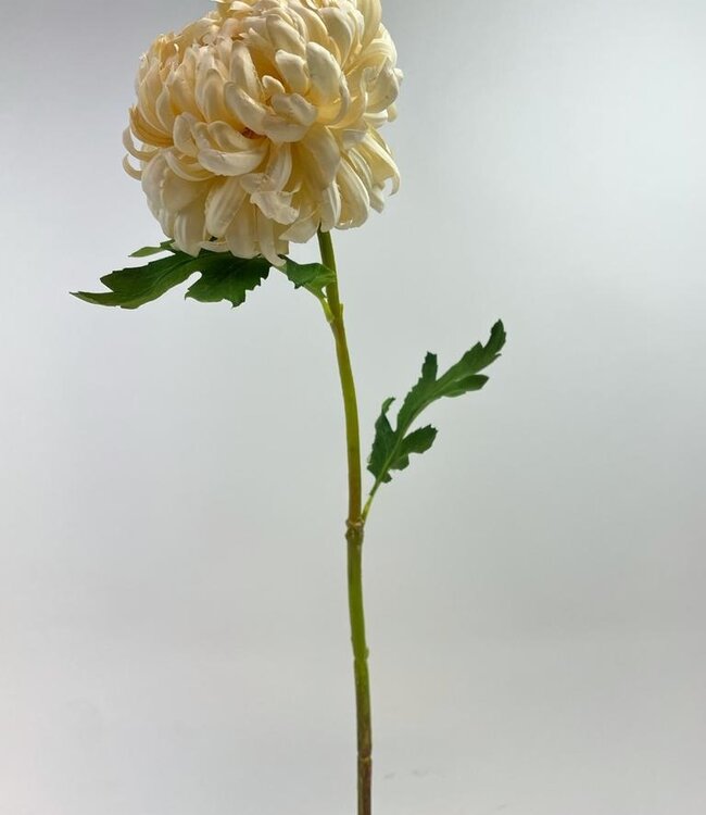 Cream-colored Chrysanthemum | Silk artificial flower | Length 63 centimeters