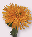 Chrysanthème orange | Fleur artificielle en soie | Longueur 65 centimètres