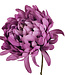 Purple Chrysanthemum | Silk artificial flower | Length 58 centimeters