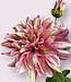 Dahlia rose | Fleur artificielle en soie | Longueur 70 centimètres