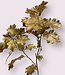 Brown Oak Leaf | Silk artificial flower | Length 78 centimeters