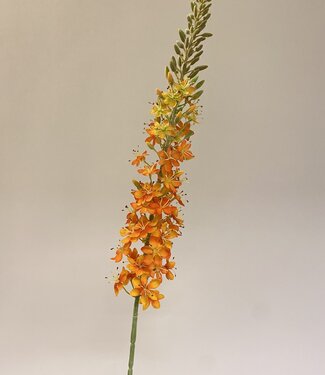 MyFlowers Oranje Eremurus | zijden kunstbloem | 106 centimeter