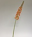 Orange Eremurus | Kunstblume aus Seide | Länge 82 Zentimeter