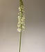 Witte Eremurus | Zijden kunstbloem | Lengte 106 centimeter