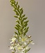 Witte Eremurus | Zijden kunstbloem | Lengte 106 centimeter