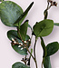 Green Eucalyptus | Silk artificial flower | Length 75 centimeters