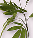 Green Eucalyptus | Silk artificial flower | Length 90 centimeters