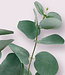 Green-gray Eucalyptus Branch | Silk artificial flower | Length 28 centimeters