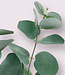Groengrijze Eucalyptus Tak | Zijden kunstbloem | Lengte 28 centimeter