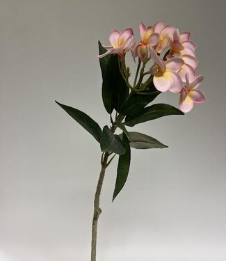 MyFlowers Pink Frangipani | silk artificial flower | 80 centimeters