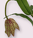 Green-purple Fritillaria | Silk artificial flower | Length
