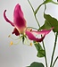 Fuchsia Glorieuse | Fleur artificielle en soie | Longueur 120 centimètres