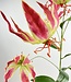 Pink Gloriosa | Silk artificial flower | Length 95 centimeters