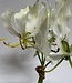 Witte Gloriosa Bundel | Zijden kunstbloem | Lengte 20 centimeter