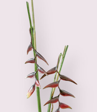 Héliconia rouge bordelais | fleur artificielle en soie | 80 + 53 centimètres
