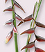 Bordeaux red Heliconia | Silk artificial flower | Length 80 + 53 centimeters